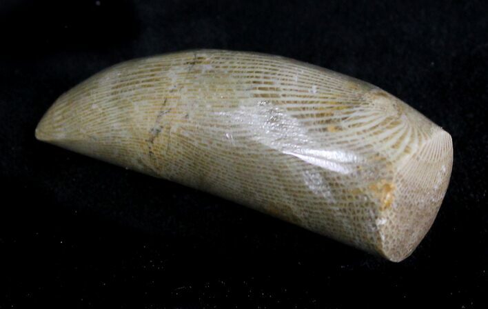 Polished Fossil Horn Coral - Morocco #28524